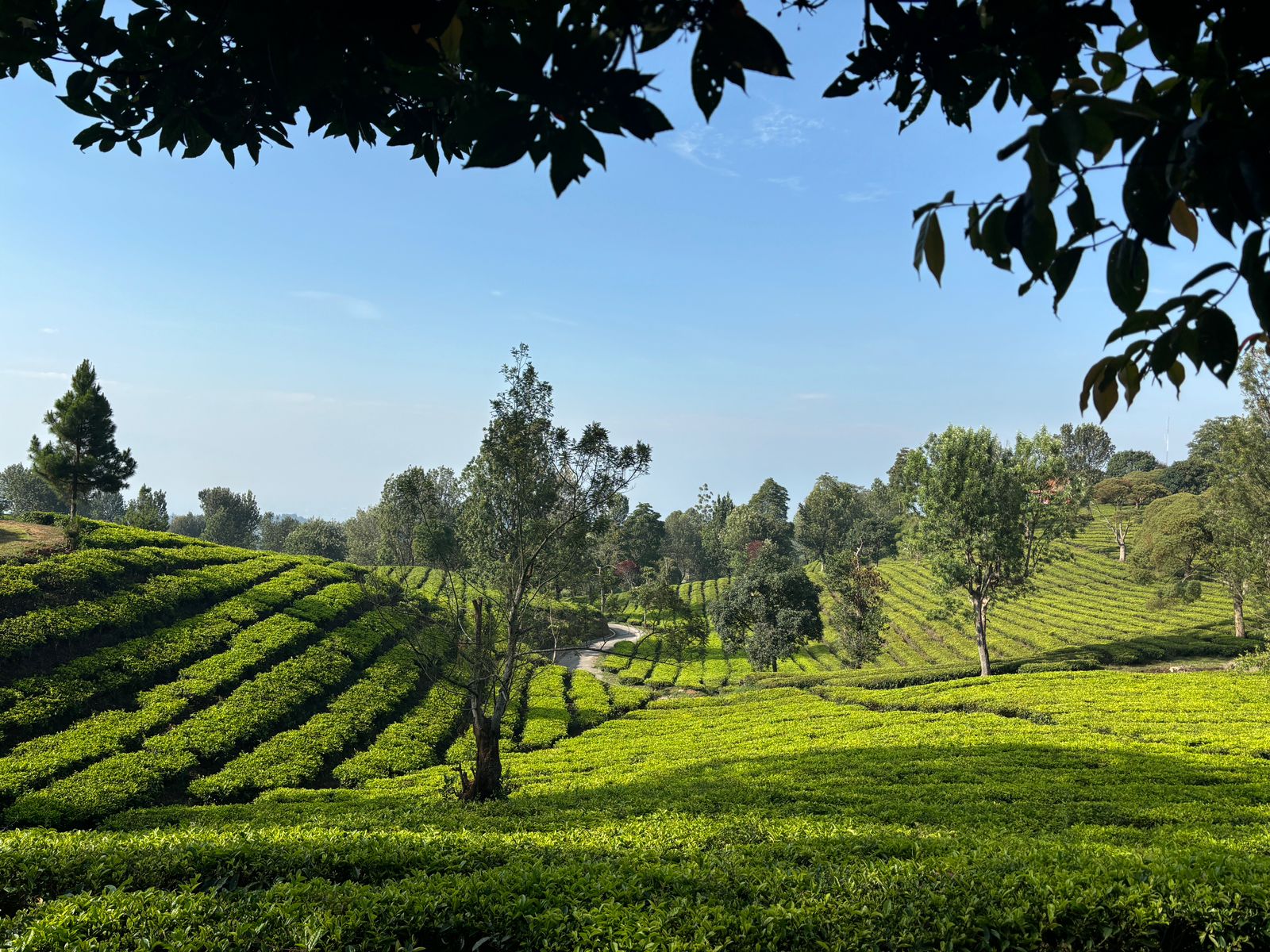 Indonesian boys playing around in a field of grass while holding a flag